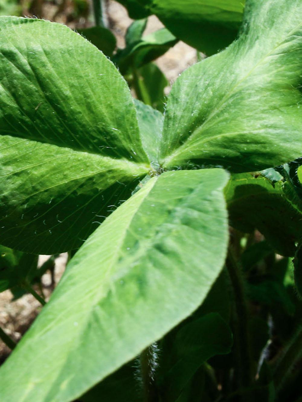 ForageMax Red Clover